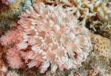 a close up of a coral on a coral reef