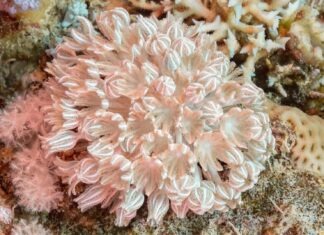 a close up of a coral on a coral reef