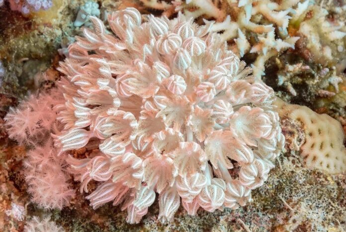 a close up of a coral on a coral reef