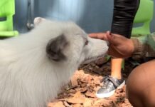 a person is petting a small white dog
