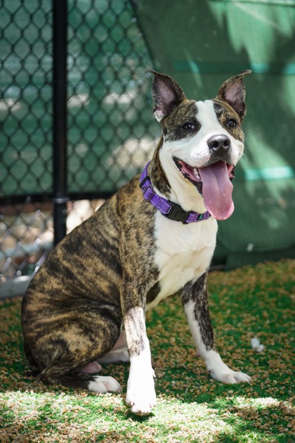 a brown and white dog sitting on top of a lush green field