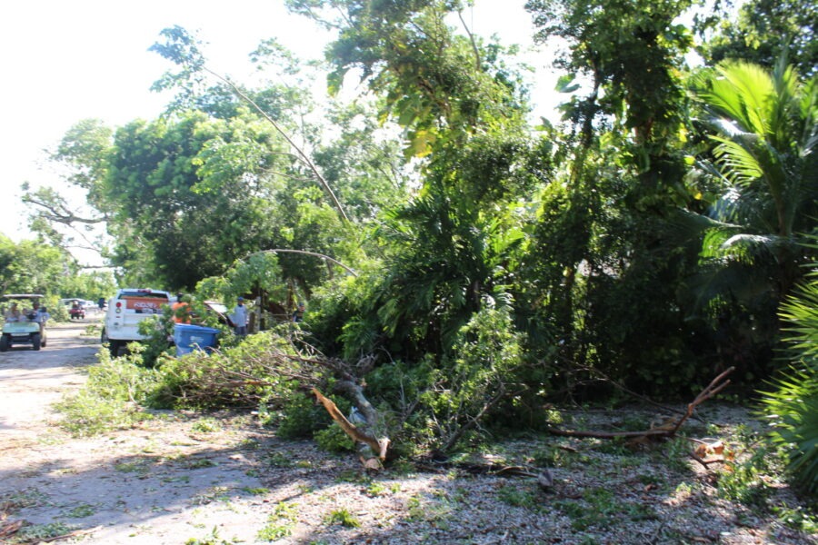 a tree that has fallen down on the side of a road