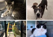 four pictures of cats, dogs, and birds in cages