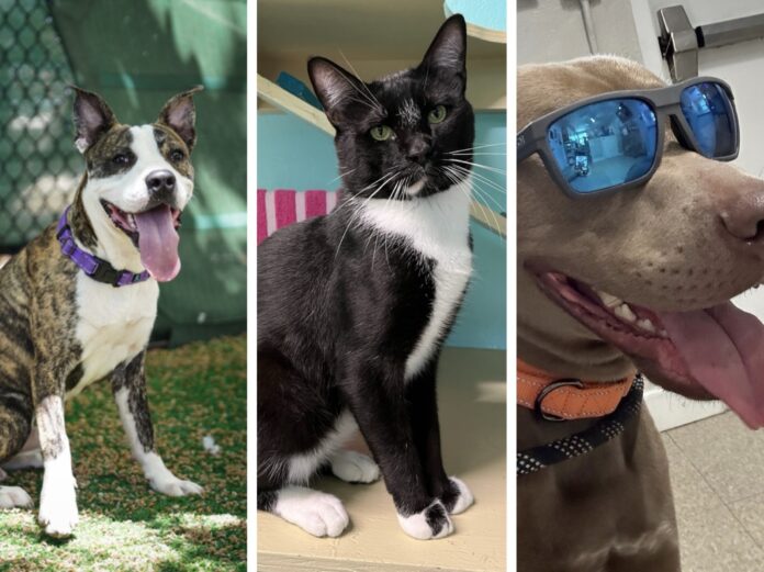 a collage of photos of dogs and cats