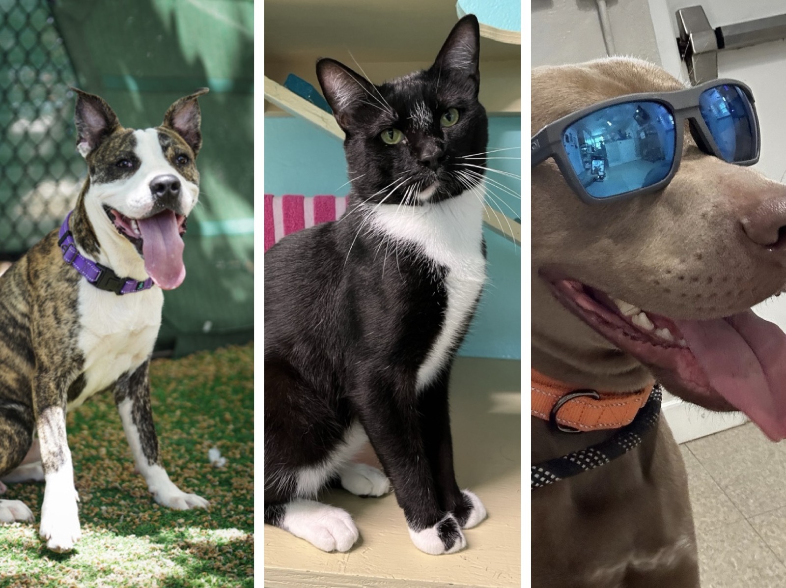 TAKE ME HOME: ADORABLE FACES ARE WAITING AT THE FKSPCA