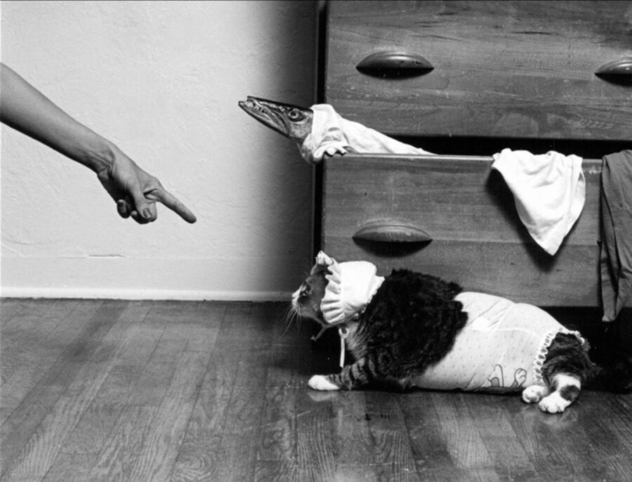 a black and white photo of a dog laying on the floor