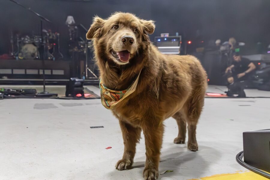 a large brown dog standing on top of a stage