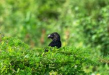 a black bird sitting on top of a lush green tree