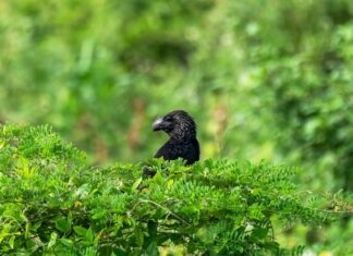 a black bird sitting on top of a lush green tree