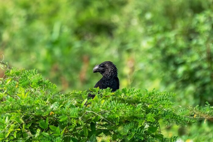 a black bird sitting on top of a lush green tree