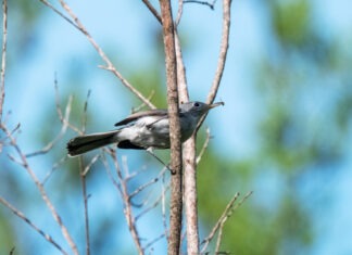 a small bird perched on a tree branch