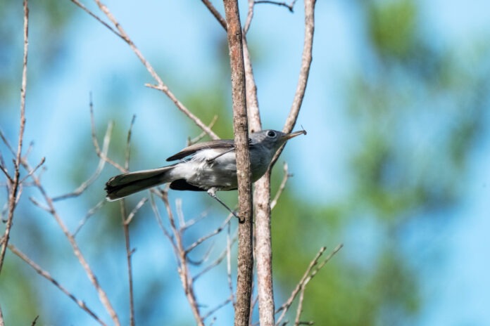 a small bird perched on a tree branch