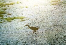 a small bird walking across a snow covered field