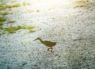 a small bird walking across a snow covered field