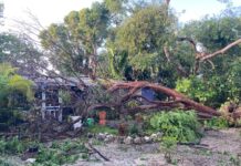 a tree that has fallen on top of a house