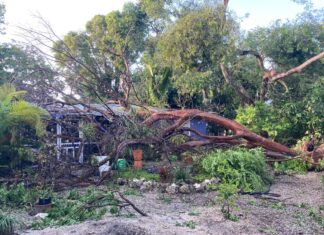 a tree that has fallen on top of a house