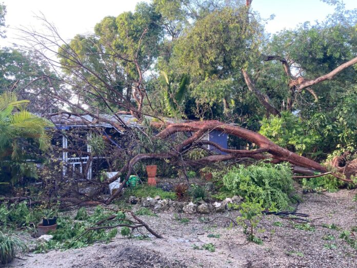 a tree that has fallen on top of a house