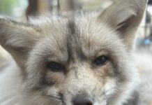 a close up of a baby fox on a log