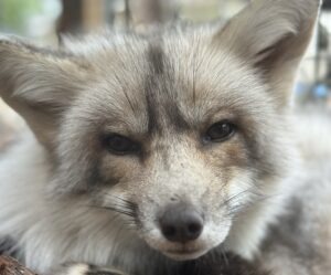 a close up of a baby fox on a log