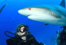 a man in a scuba suit holding a camera in front of a shark