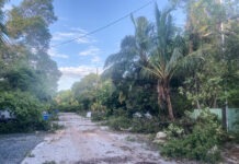 a dirt road surrounded by trees and bushes