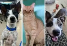 three different pictures of a dog and a cat