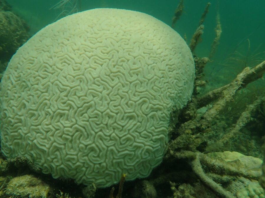 a large white ball of coral in the water