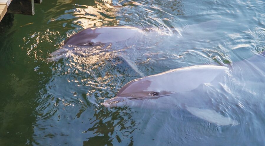 a couple of dolphins are swimming in the water