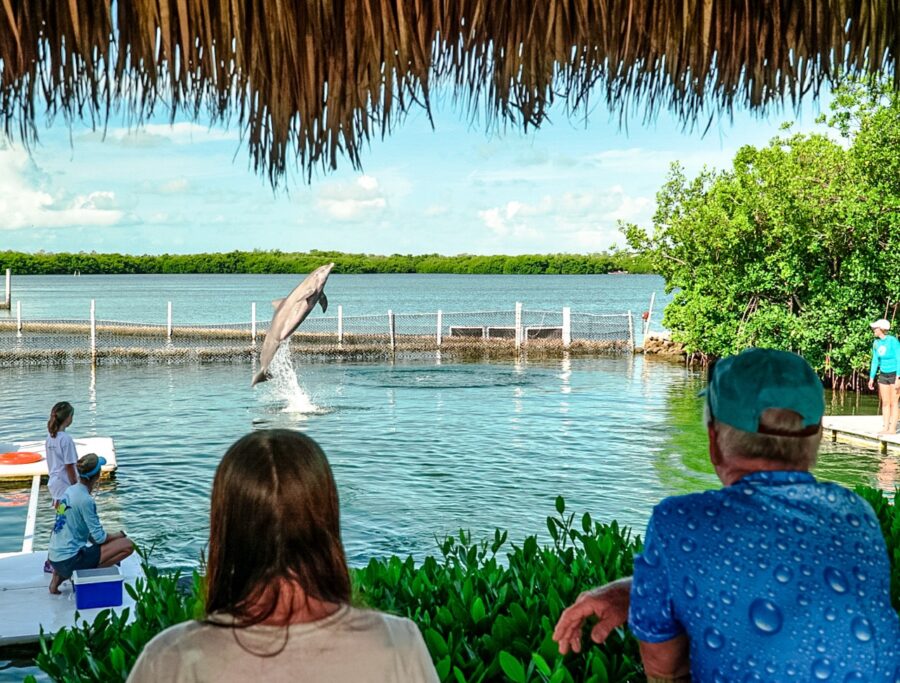 a man and a woman watching a dolphin jump out of the water