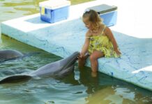 a little girl sitting on a ledge next to a dolphin