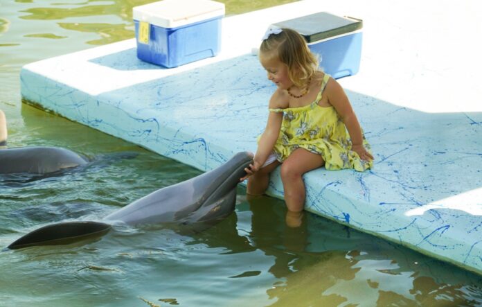 a little girl sitting on a ledge next to a dolphin