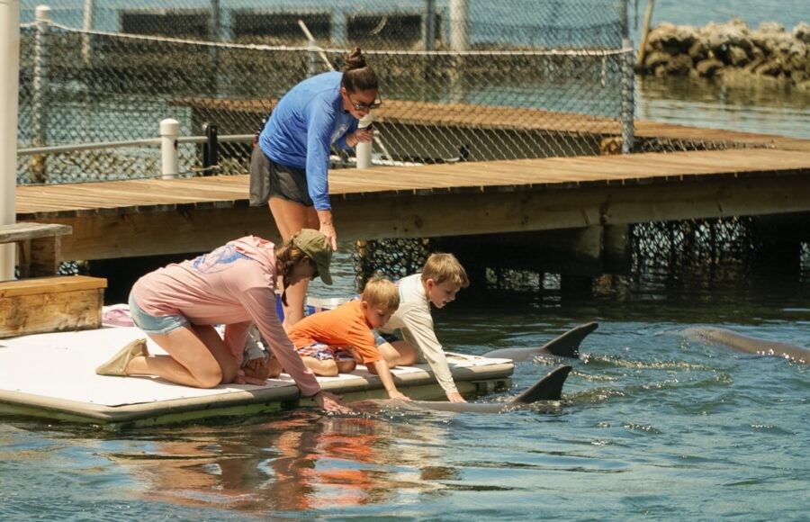 a group of people in the water with a dolphin