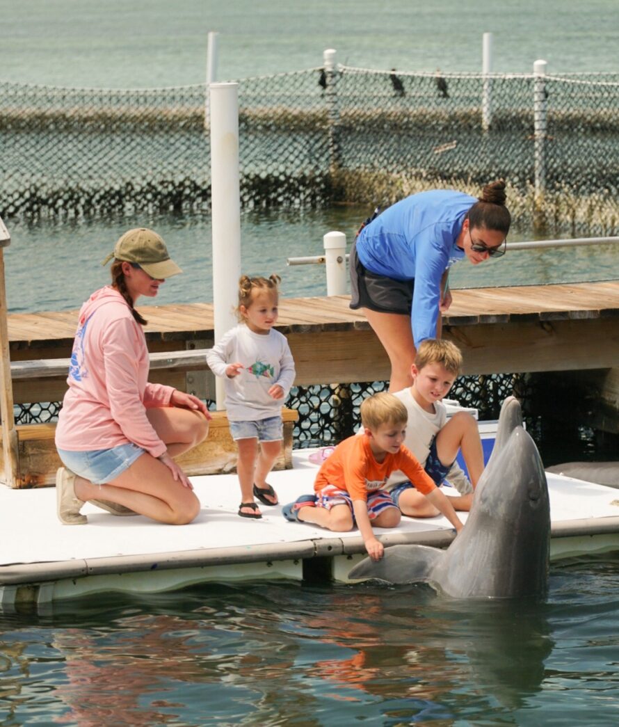 a group of people standing on top of a pier next to a dolphin