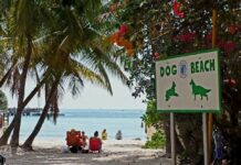 a sign on the beach that says dog beach