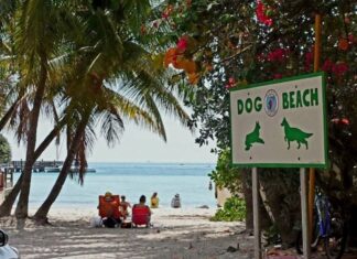 a sign on the beach that says dog beach