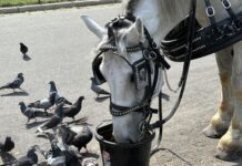 a horse is drinking from a bucket of water