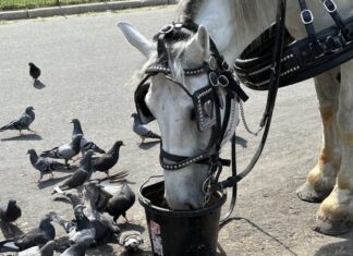 a horse is drinking from a bucket of water