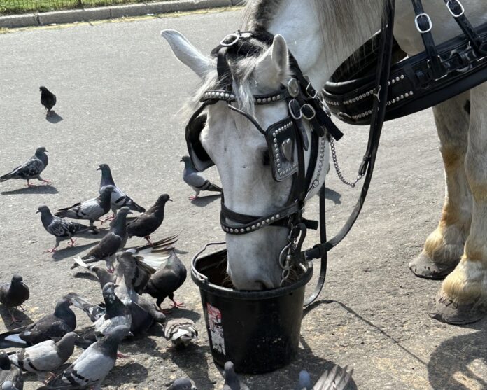 a horse is drinking from a bucket of water