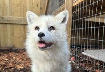 a small white dog sitting in the dirt