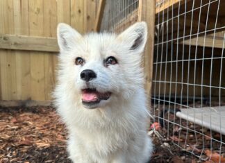 a small white dog sitting in the dirt