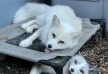 a white dog laying on top of a wooden table