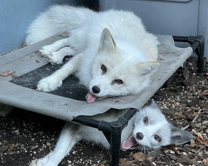 a white dog laying on top of a wooden table