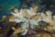 a group of fish swimming around a coral reef