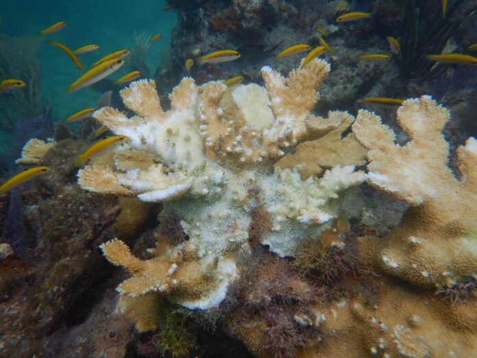 a group of fish swimming around a coral reef