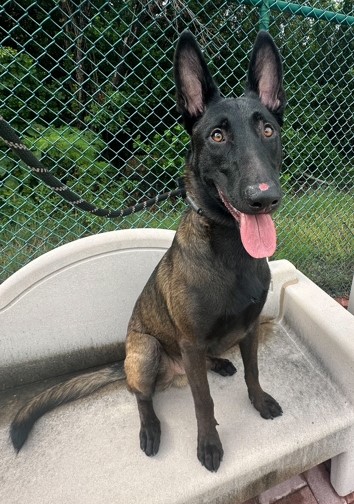 a dog sitting on a bench in a fenced in area