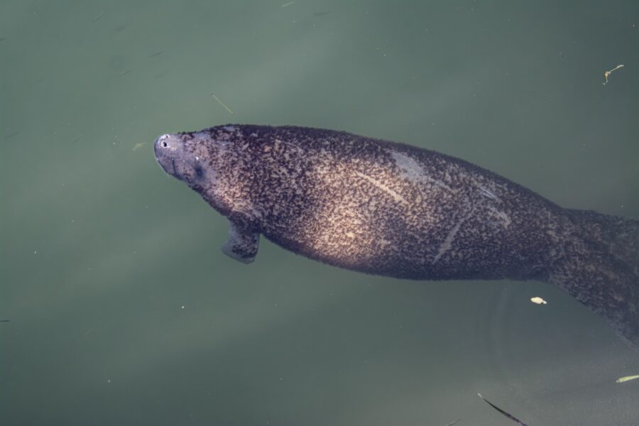 a large animal floating in a body of water