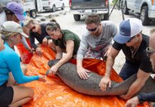 a group of people standing around an elephant laying on a tarp