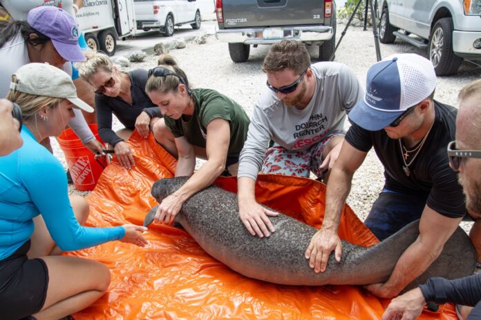 a group of people standing around an elephant laying on a tarp