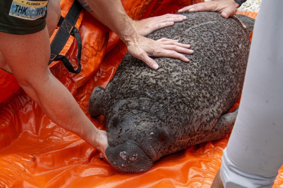 a person is touching a seal on an orange tarp