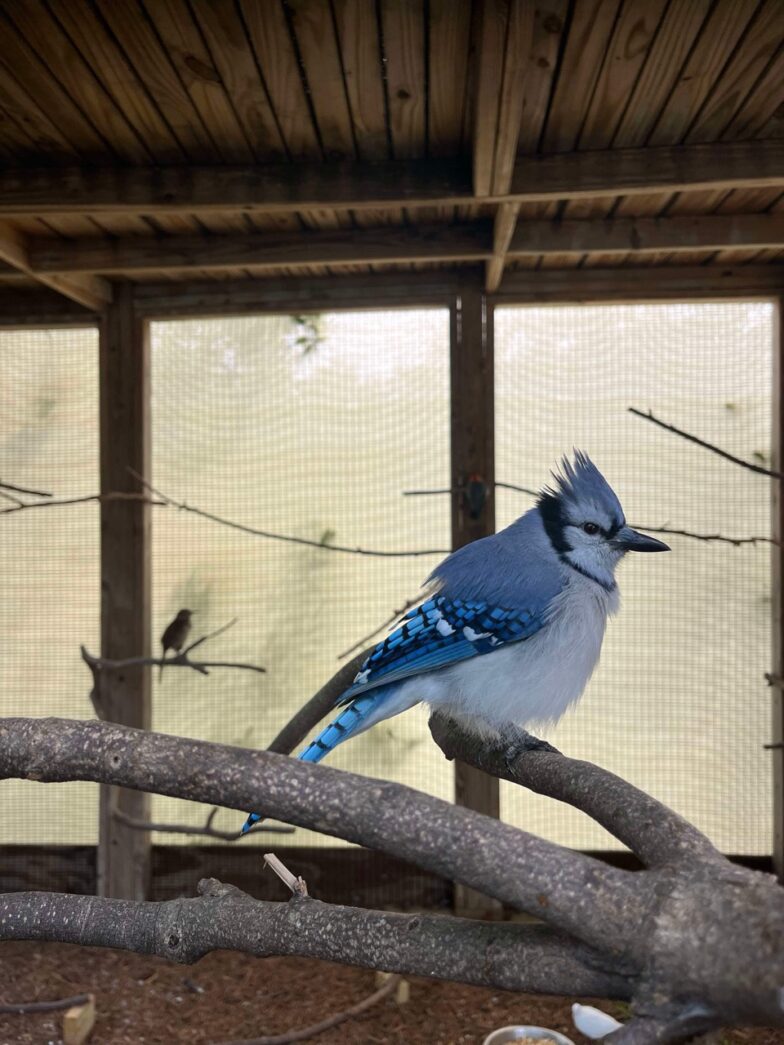 a blue bird sitting on a branch in a cage